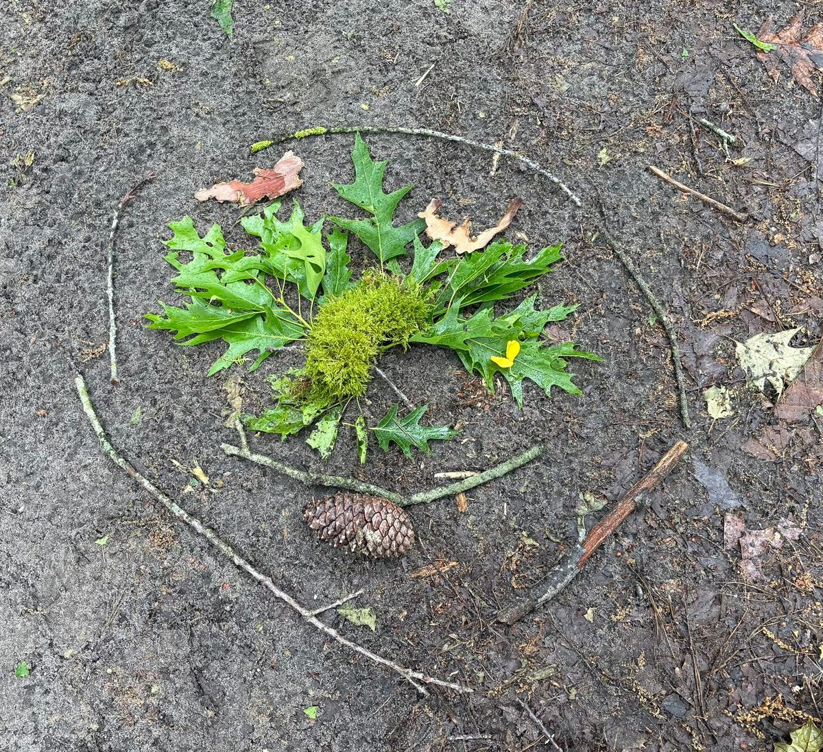 Natuur-mandala van bladeren, mos en een dennenappel